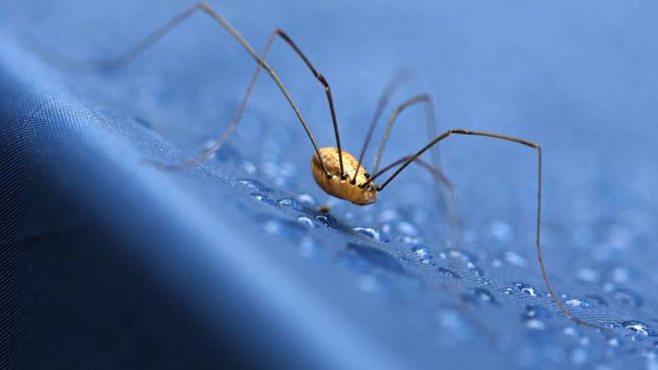 Daddy-long-legs spiders - Whole Earth Education
