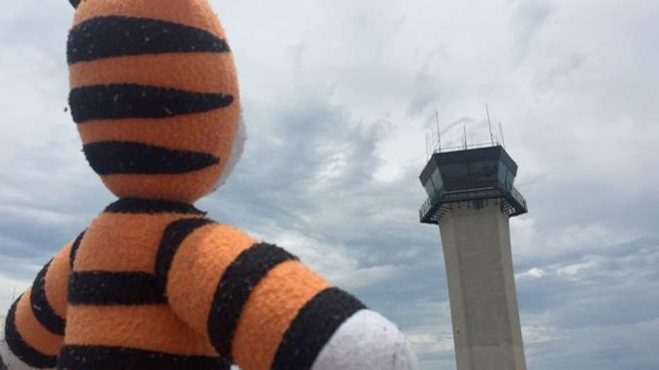 Hobbes the Tiger’s excellent adventure