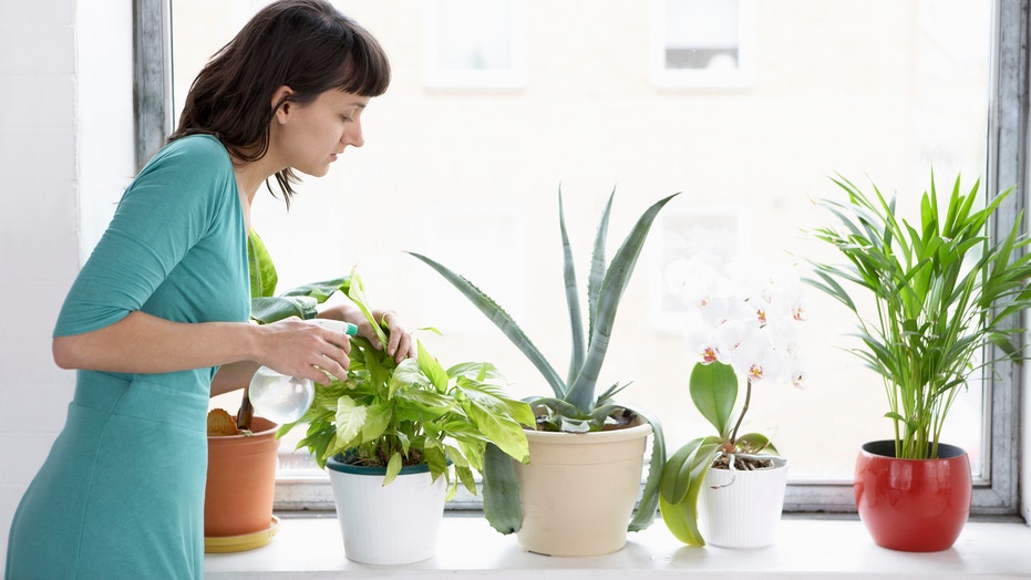 https://a57.foxnews.com/static.foxnews.com/foxnews.com/content/uploads/2018/09/931/524/houseplants-istock-large.jpg?ve=1&tl=1