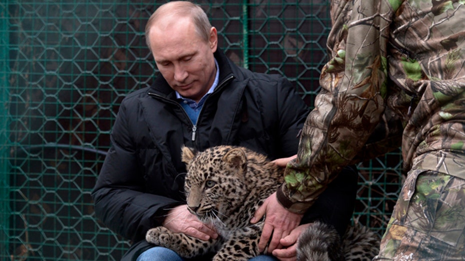 From St Petersburg to Sochi – Leopards dreaming big after Russian relocation