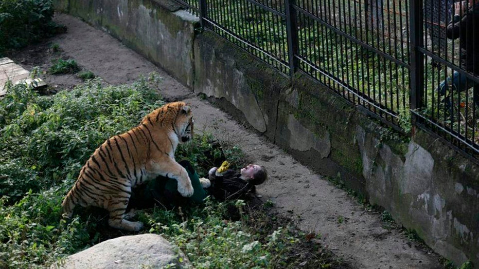 tiger attack man in zoo