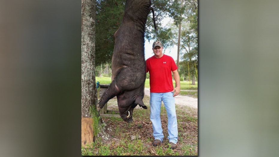 Alabama hunter shoots down 820-pound wild hog in front yard | Fox News