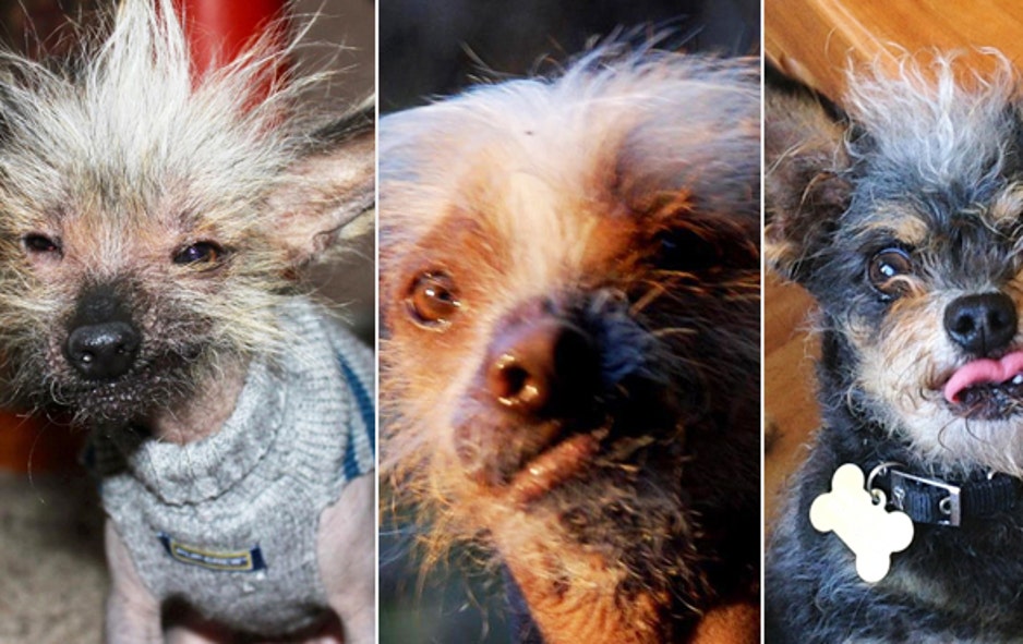guinness world record ugliest dog