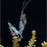 Isopod Crustacean