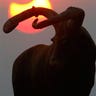 Partial Solar Eclipse