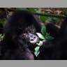 Congo Gorilla Baby Boom