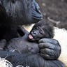 Baby Gorillas Aren't Shy