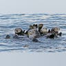 Otters at Play
