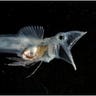 Young Icefish