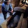 Mummies Discovered in Egyptian Tomb