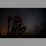 A meteorite streaks over a Yucca Tree near Death Valley during the annual Perseid Meteor Shower in Trona, California, August 13, 2018 