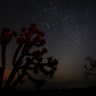 A meteorite streaks over a Yucca Tree near Death Valley during the annual Perseid Meteor Shower in Trona, California, August 13, 2018 