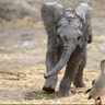 A two-month-old male baby elephant chases a bird at the African Safari Zoo in Puebla, Mexico, July 19, 2017