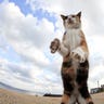 Cat_Island_24
