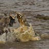 Crocodile vs. Wildebeest