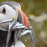 An Atlantic Puffin holds a mouthful of sand eels on the island of Skomer, off the coast of Pembrokeshire, Wales, July 18, 2017