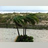 45mph_winds_blow_trees_in_Ocean_City__MD