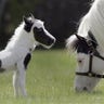 World's Tiniest Horse?