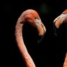 Flamingos in their enclosure at the Hellabrunn Zoo in Munich, Germany, July 17, 2017