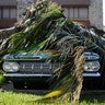 A Chevrolet Bel Air classic car sits under a fallen palm tree from Hurricane Irma in Marco Island, Fla., Monday