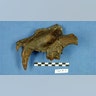saber toothed cat fossil