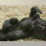Gorillas Lounging