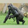 Gorillas on the Move