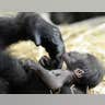 Gorilla Baby