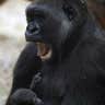 Sleepy Primate