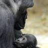 Gorilla Family