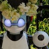 Robot Presides at Wedding