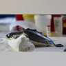 Baby_Kemps_Ridley_Turtle_2