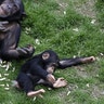 Adult chimp plays with a young chimp at Chimp Haven