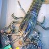 A rare blue lobster caught by local lobsterman, Greg Ward, on display at the Seacoast Science Center in Rye, N.H., July 18, 2017