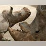 Baby Rhino Meets World