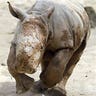 Baby Rhino Meets World