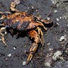 Oil Covered Crab