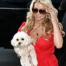 Jessica Simpson and her Maltipoo, Daisy
