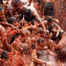 Revelers wrestle and slosh pulp on each other while participating in the annual Tomatina.