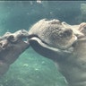 Fiona, a baby Nile hippopotamus, born prematurely January 24, swims with her father Henry at the Cincinnati Zoo, July 11, 2017