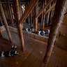 07_noahs_ark_interior_cows