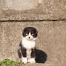 Cat_Island_5