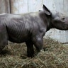 An eastern black rhinoceros begins to walk soon after the calf was born at the zoo in Cincinnati, July 17, 2017