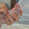 A researcher holds one of the newborn twin panda cubs born at Shenshuping Panda Base in Wolong, Sichuan province, China, July 10, 2017