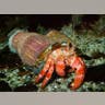 09_shellfish
