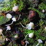 Mycena luxarboricola