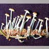 Mycena luxaeterna
