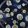 Mycena silvaelucens