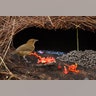 Vogelkop Bowerbird
