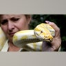 Pet_Burmese_Python